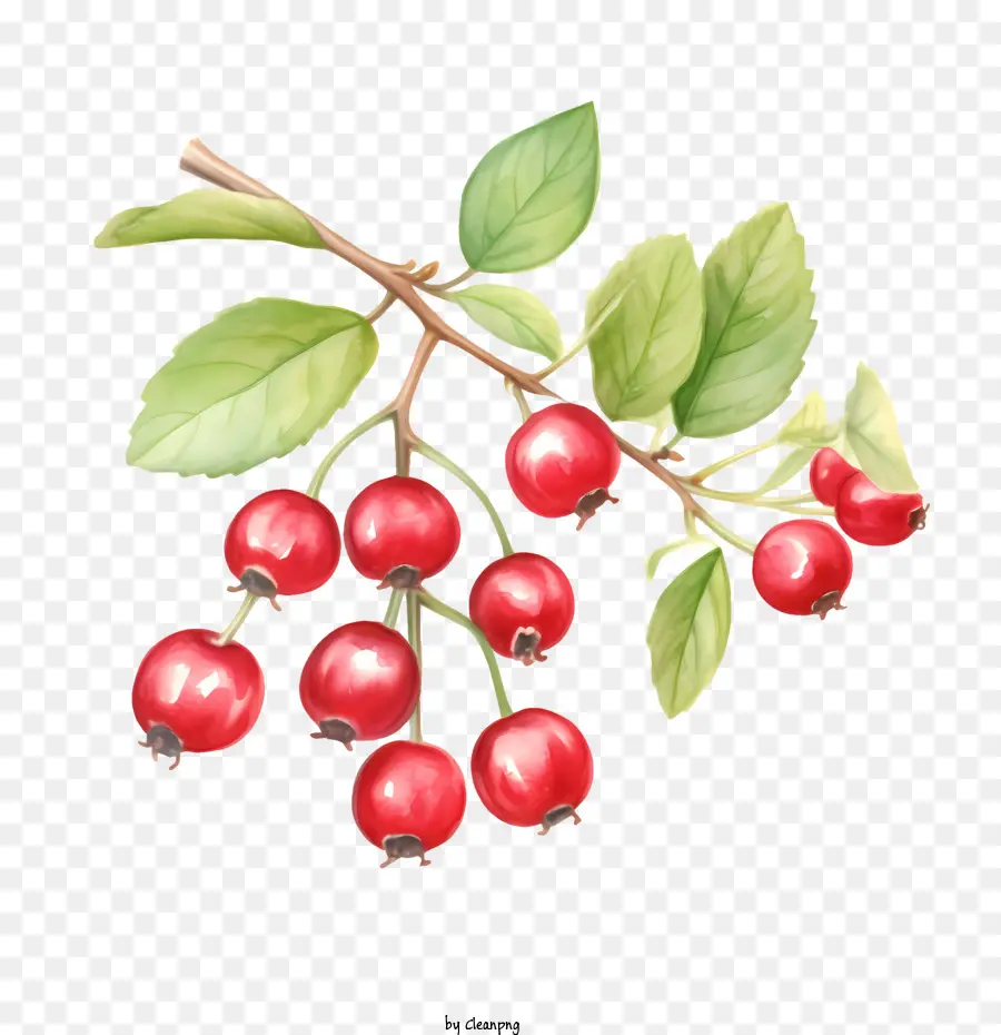 Cranberries Vermelhos，Frutas Maduras PNG