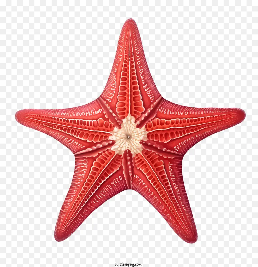 Estrela Do Mar，Vermelho PNG