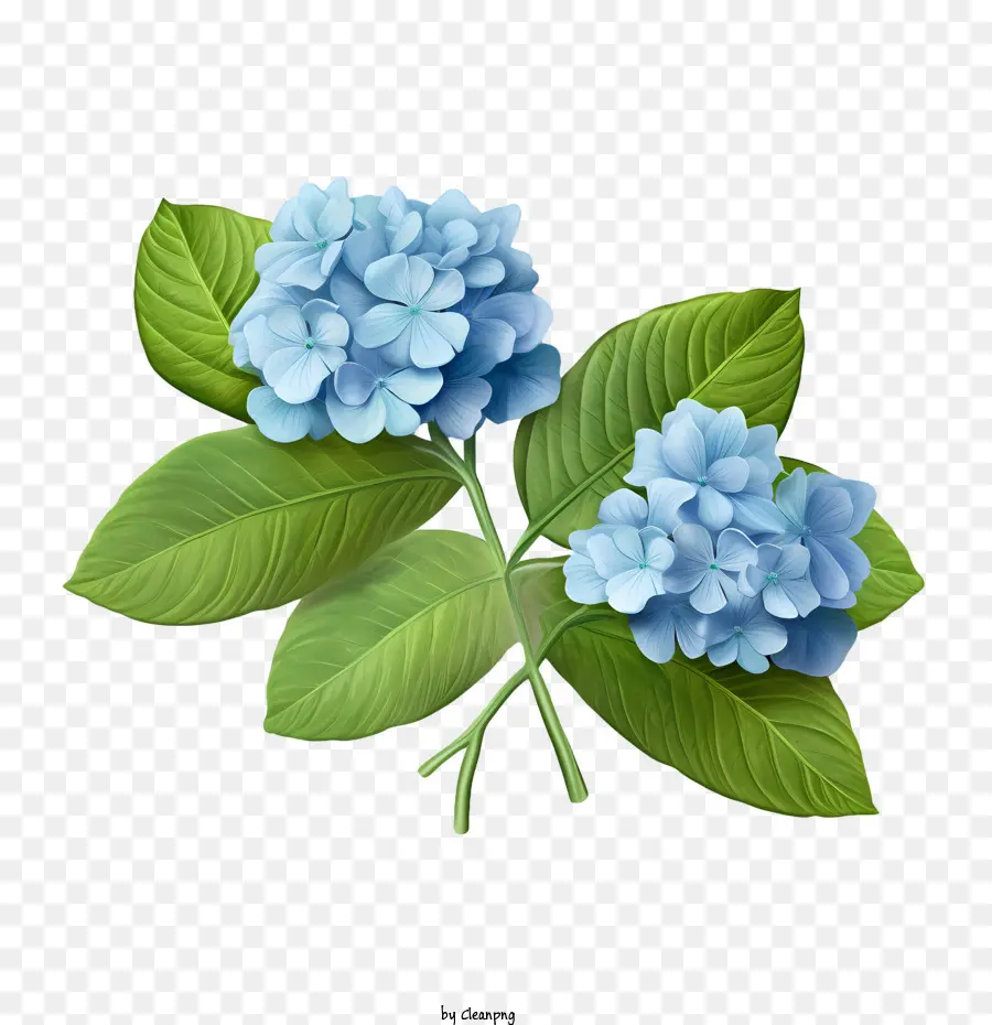 Hortênsia Flor，Flores Azuis PNG