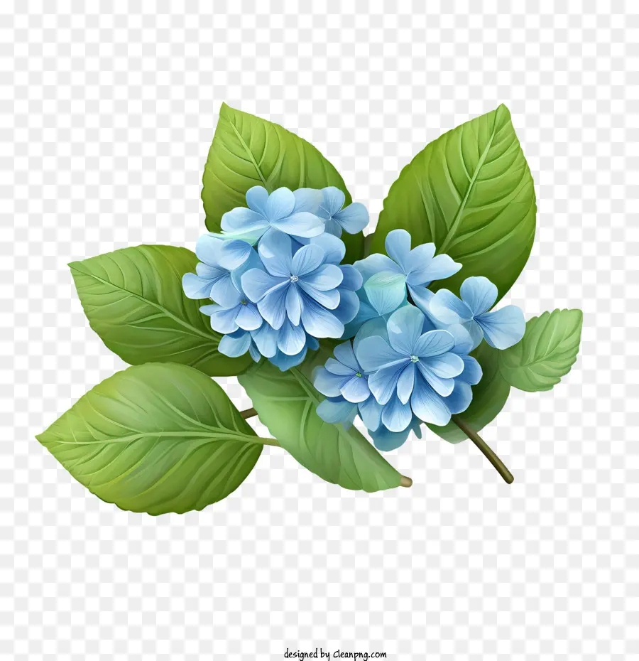 Hortênsia Flor，Imagem De Hortênsias Azuis PNG