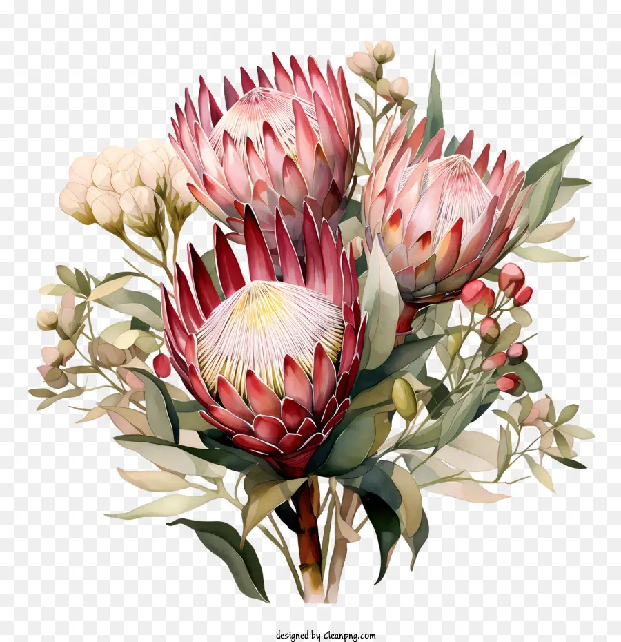 Flor Protea，Flores PNG