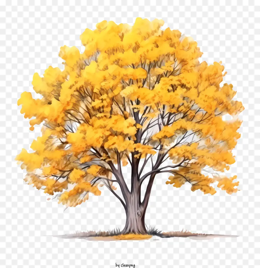 Autumn Tree，Autumn Leaves PNG