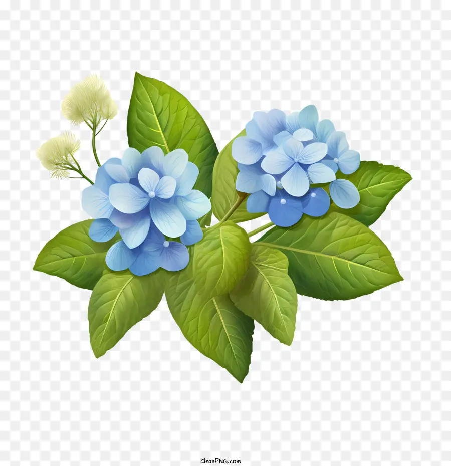 Hortênsia Flor，Flores Azuis PNG