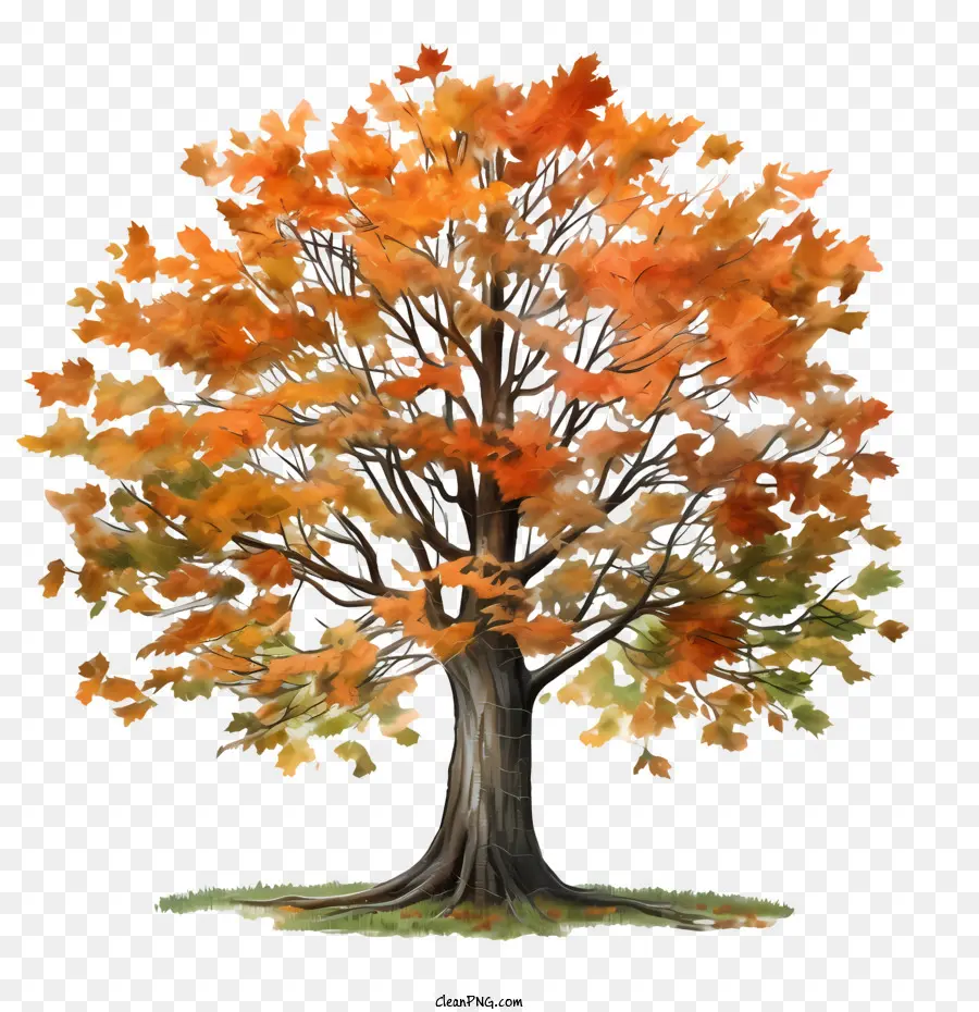 Autumn Tree，Queda De árvore PNG