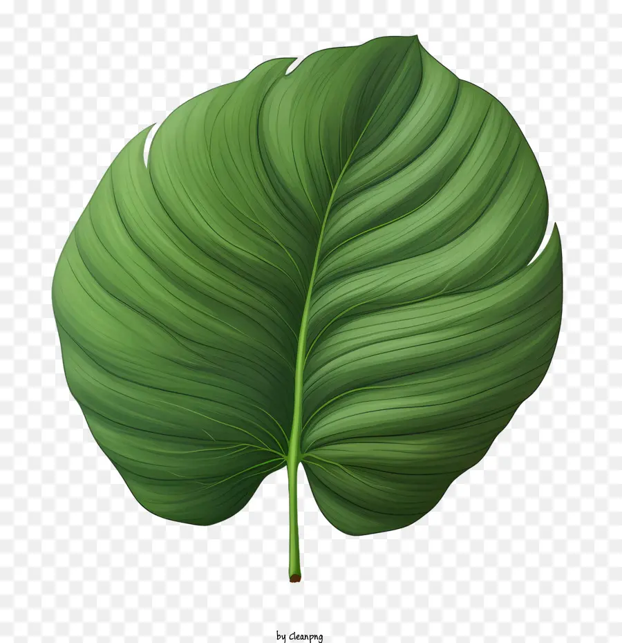 Folha Tropical，Folhas Verdes PNG