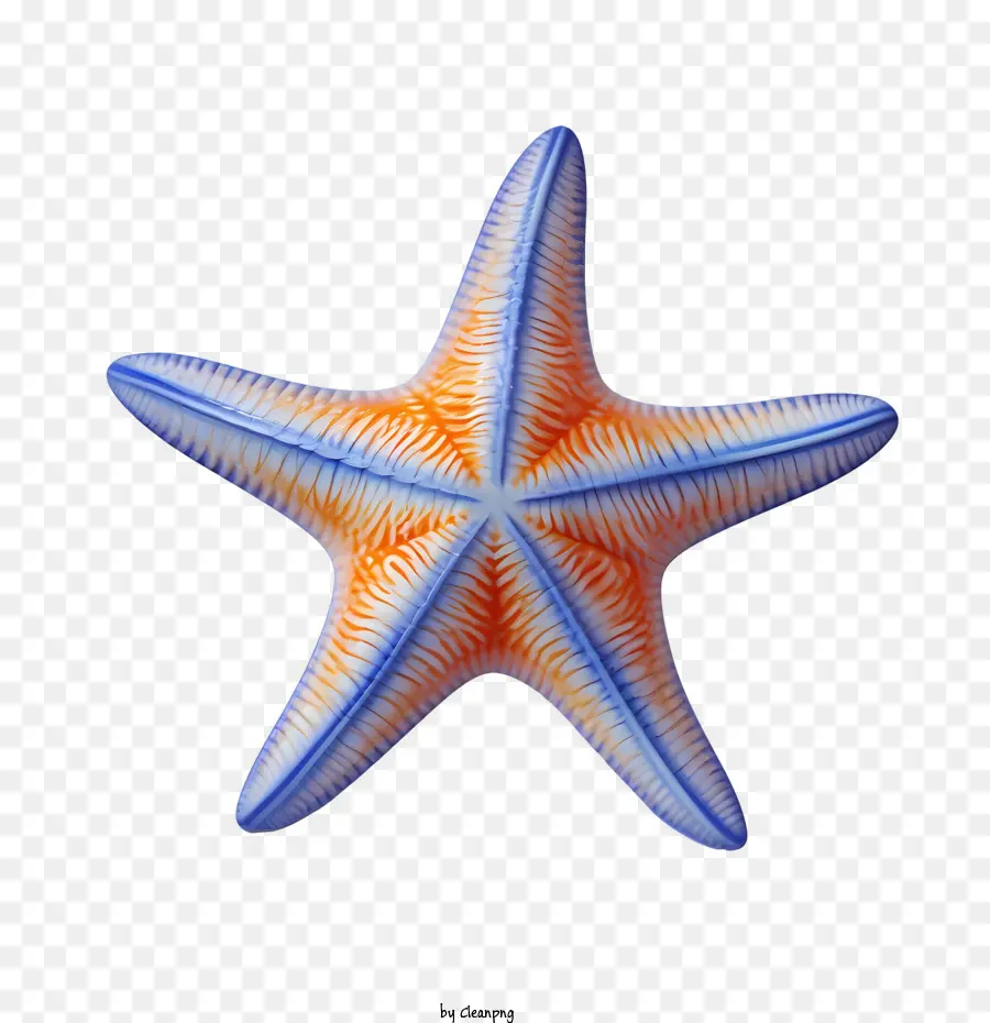 Estrela Do Mar，Oceano PNG