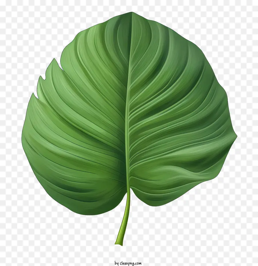 Folha Tropical，Folha PNG