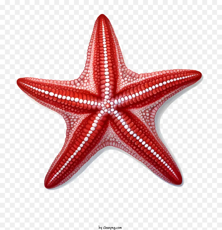 Estrela Do Mar，Vermelho PNG