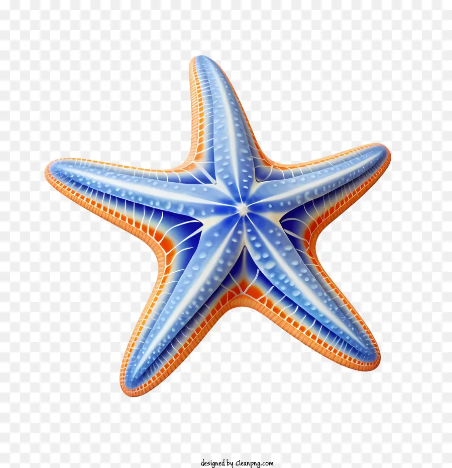 Estrela Do Mar，Azul PNG