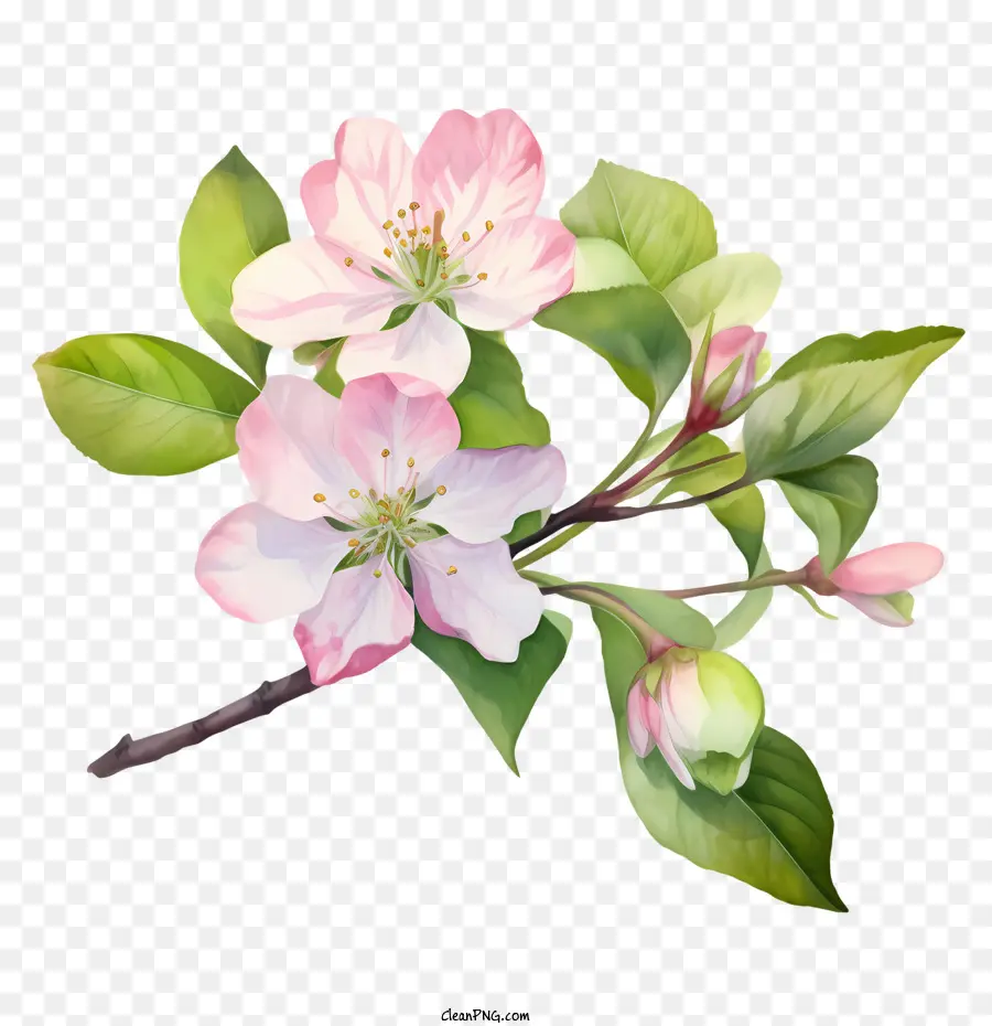 Apple Blossom，Apple Floresce PNG