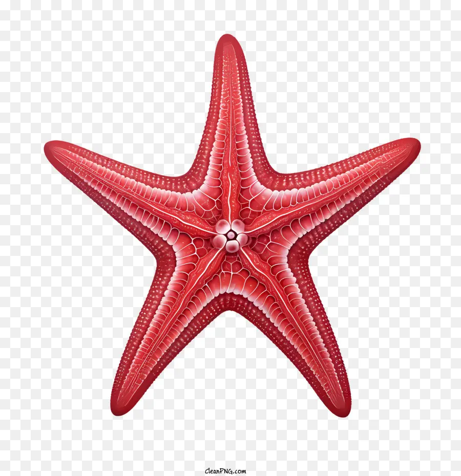 Estrela Do Mar，Vermelho PNG