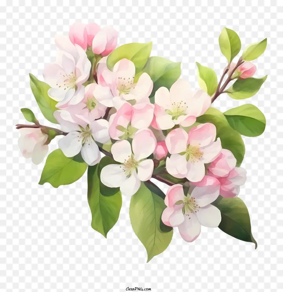 Apple Blossom，Apple Floresce PNG