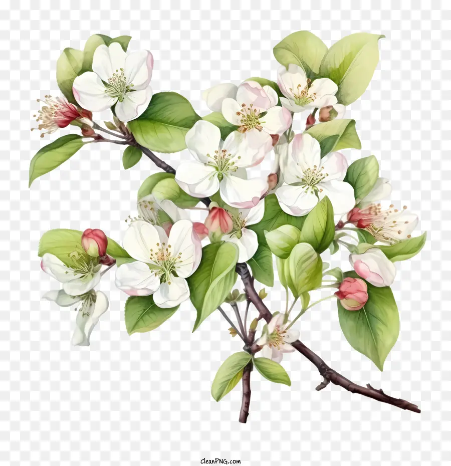 Apple Blossom，Apple Floresce PNG