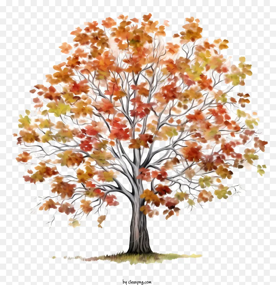 Autumn Tree，Colorido PNG