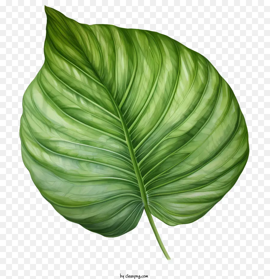 Tropical Folha，Verde PNG
