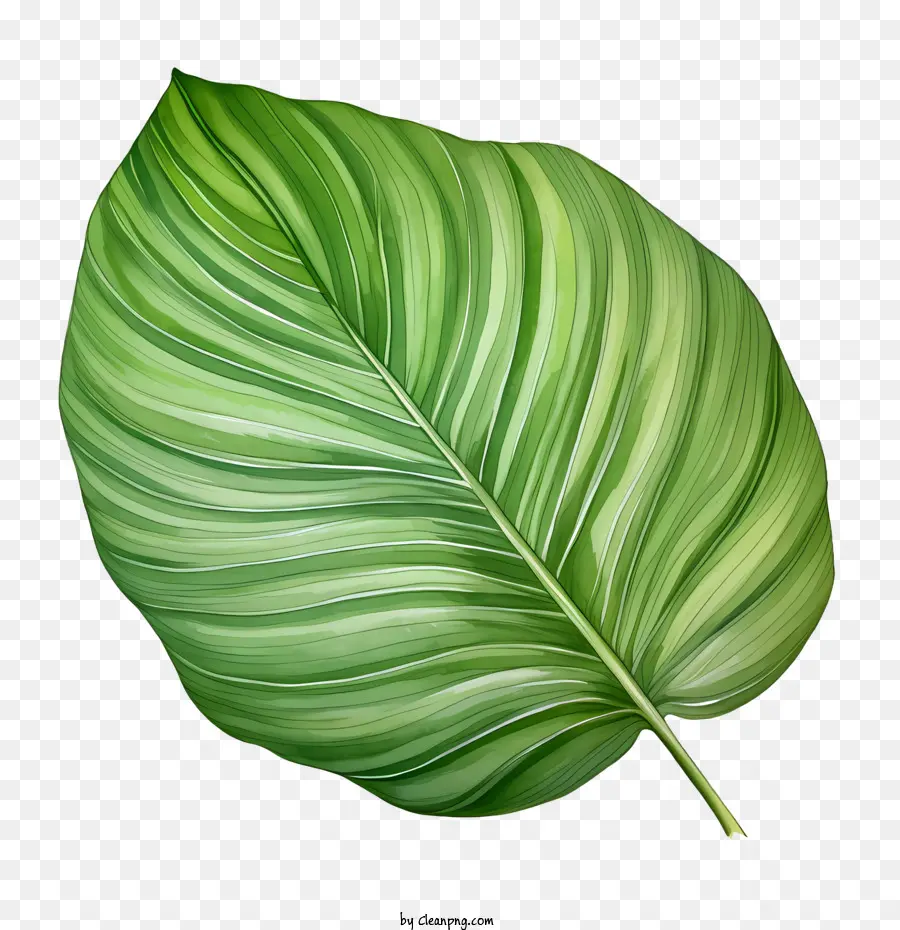 Folha Tropical，Folha PNG