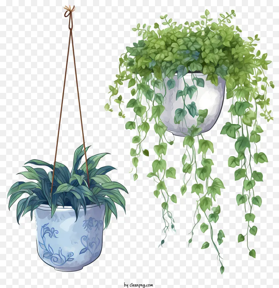 Planta Pendurada Com Maconha，Hanging PNG