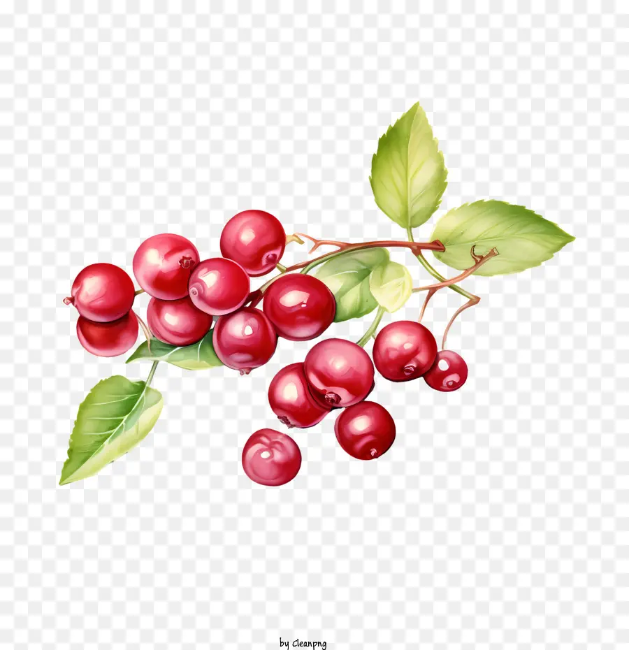 Cranberries Vermelhos，Vermelho PNG