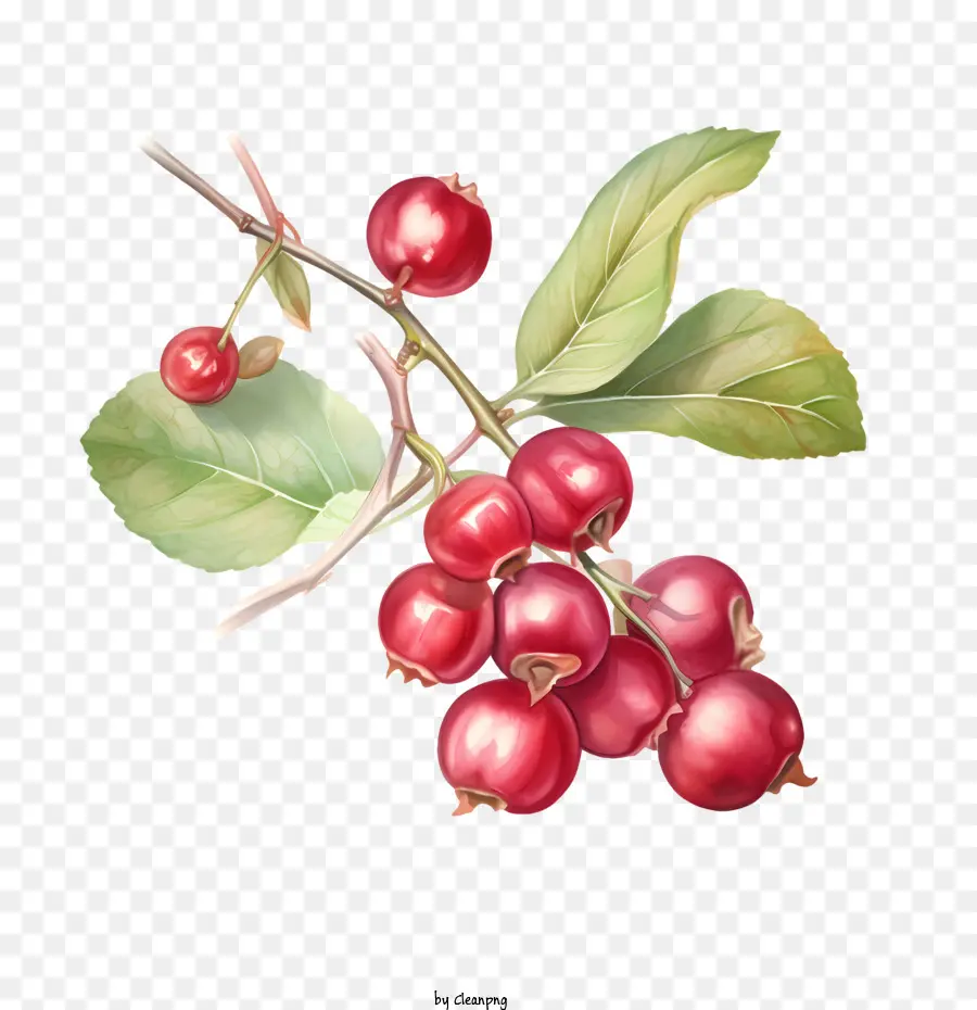 Cranberries Vermelhos，Framboesa PNG
