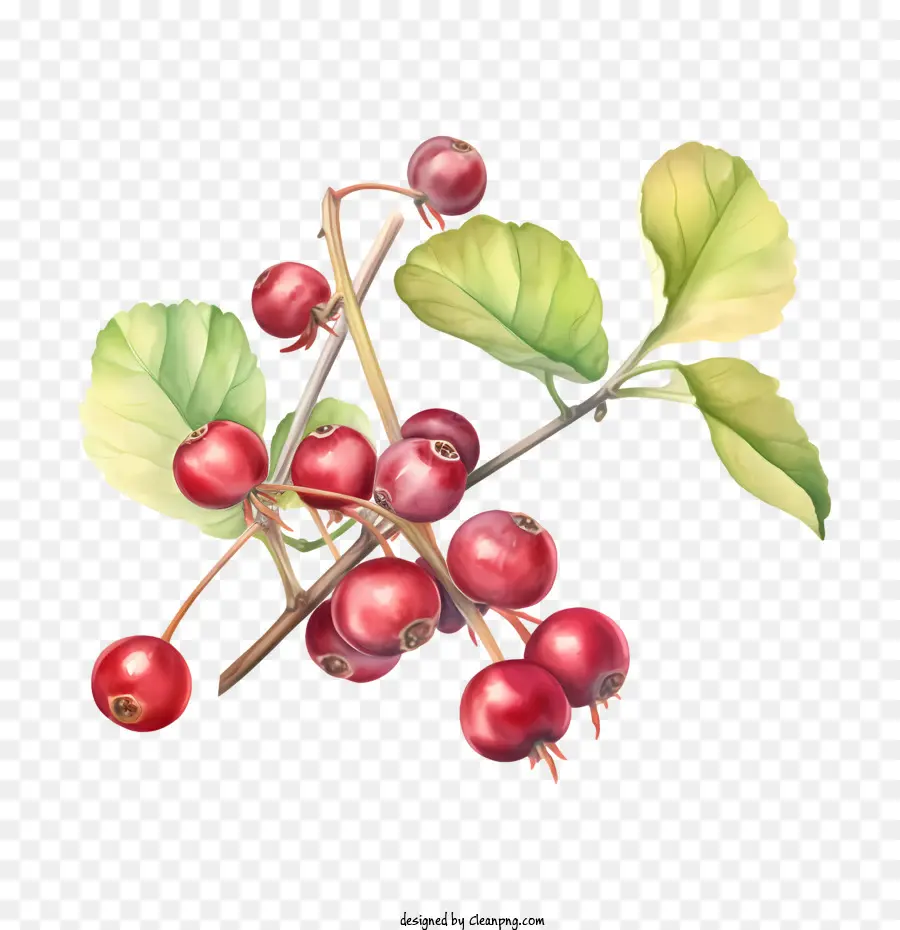 Cranberries Vermelhos，Ripe PNG