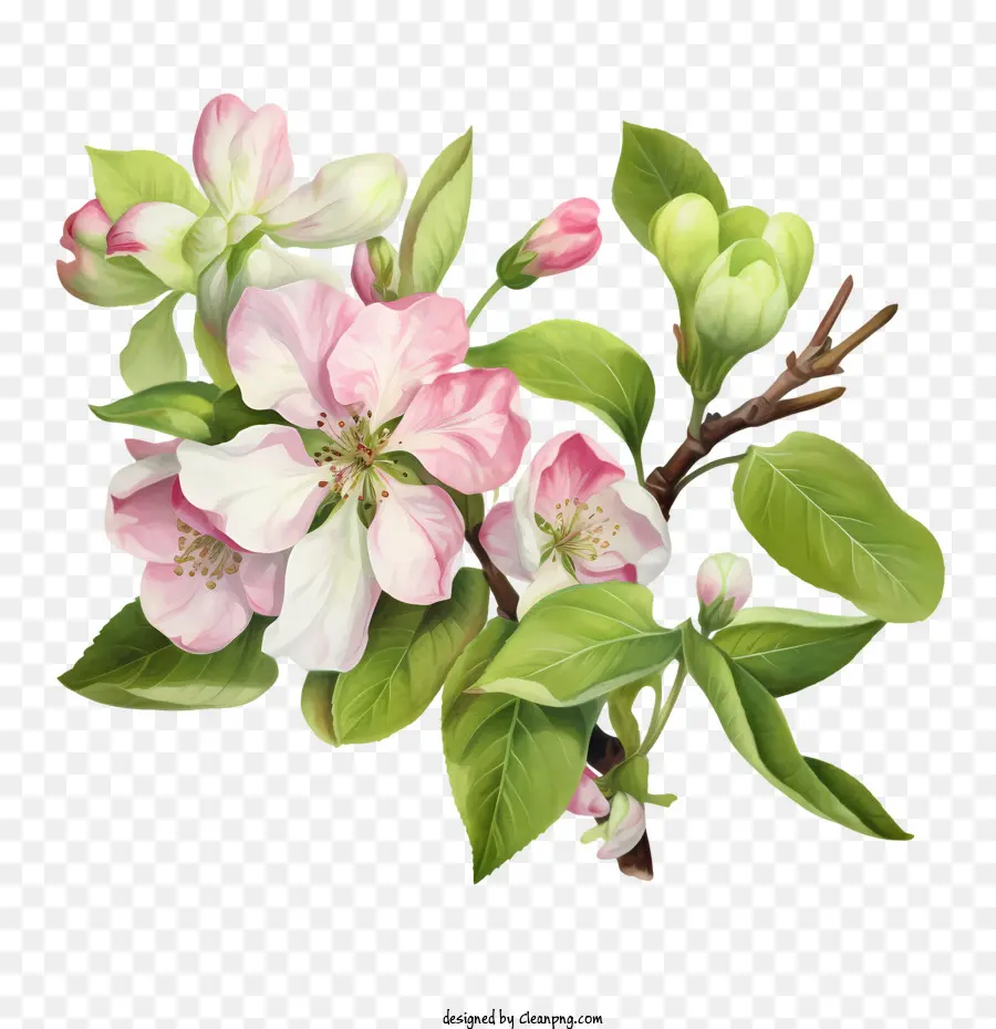 Apple Blossom，Apple Florescendo PNG