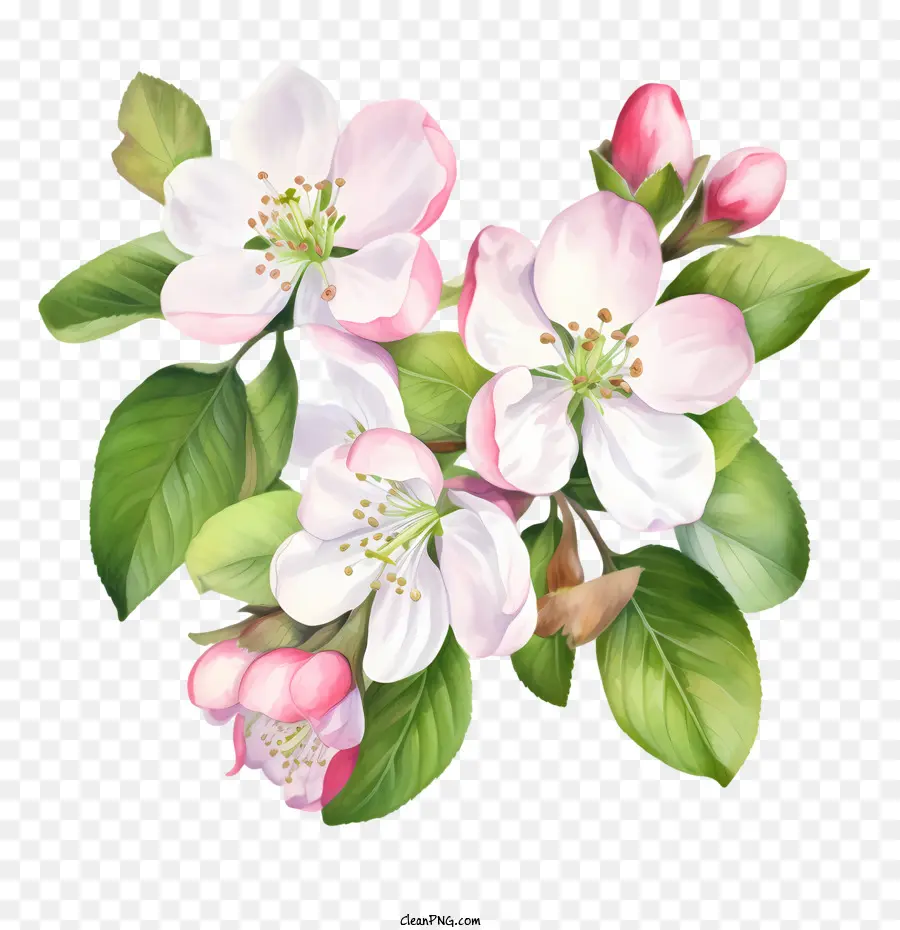 Apple Blossom，Flor PNG