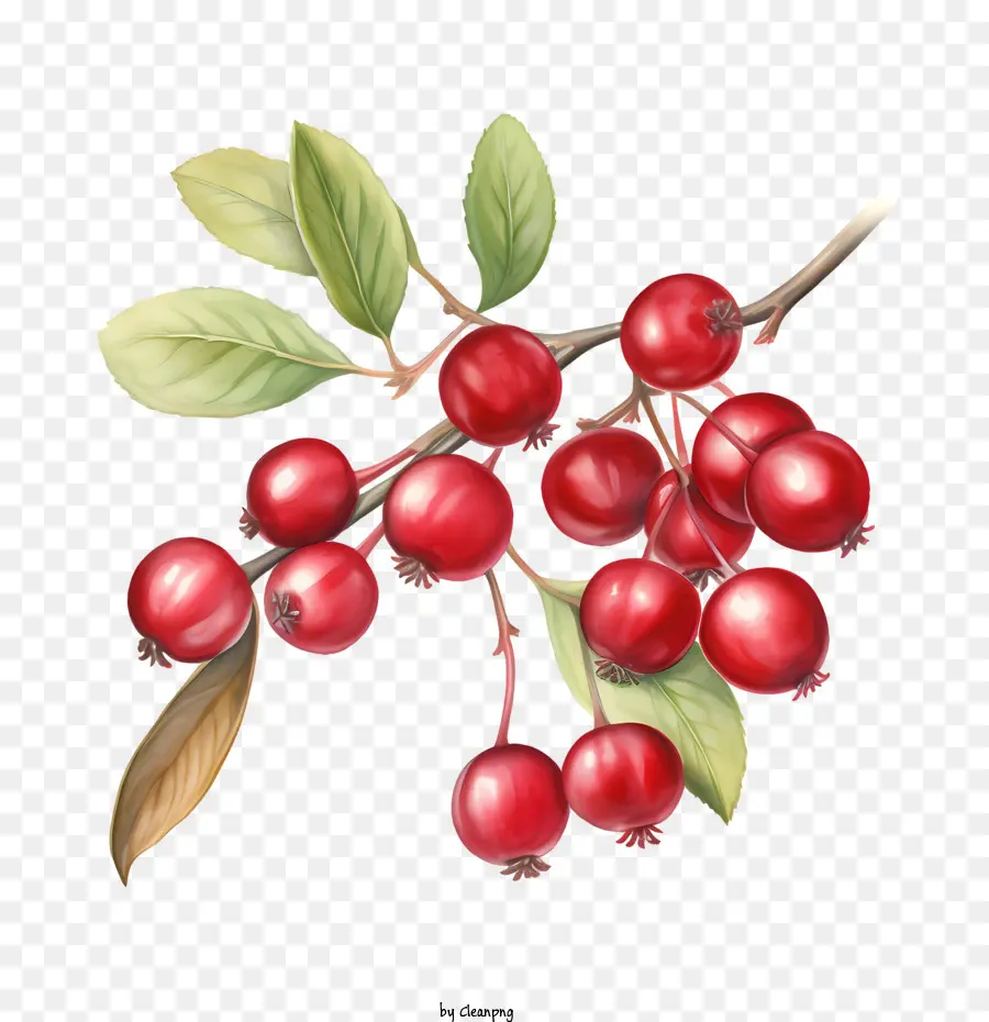 Cranberries Vermelhos，Frutos Vermelhos PNG