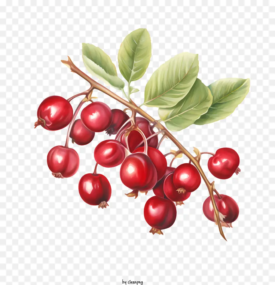 Cranberries Vermelhos，Frutas Vermelhas Maduras PNG