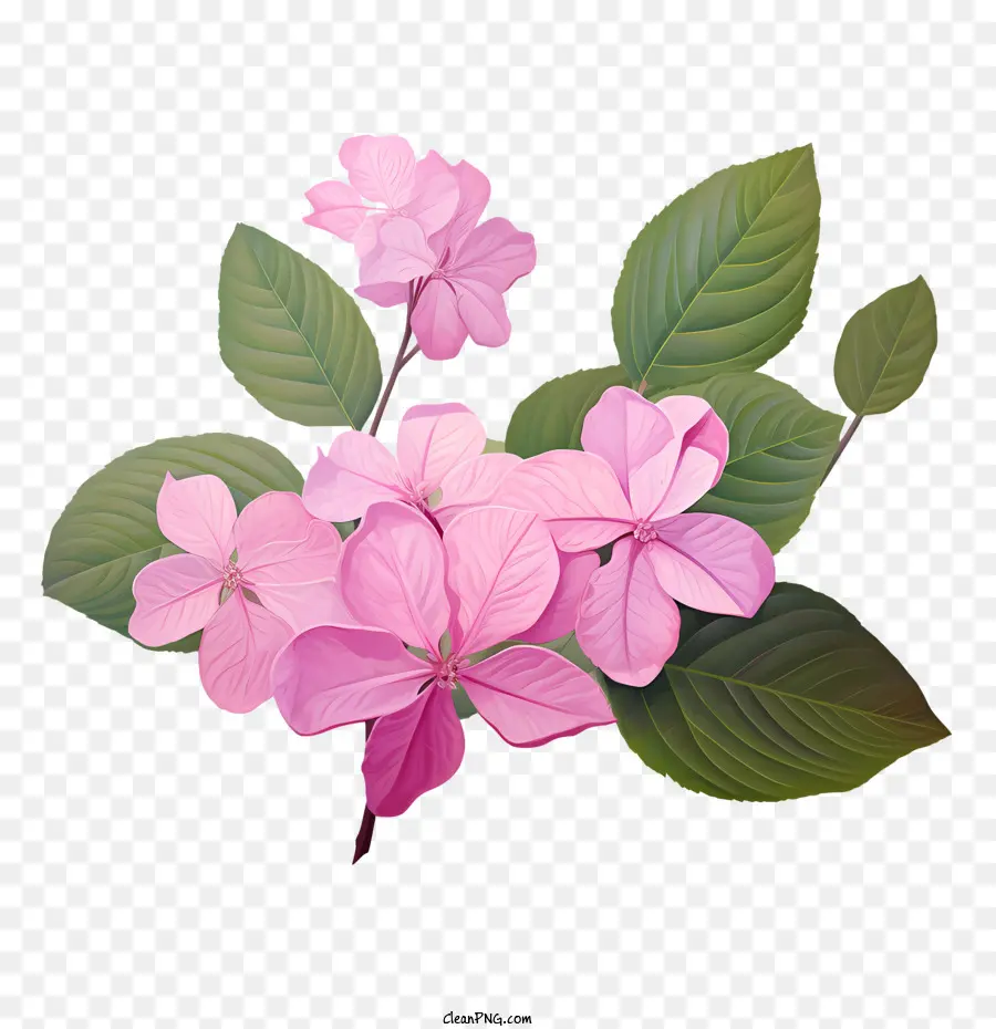 Hortênsia Flor，Flores Cor De Rosa PNG