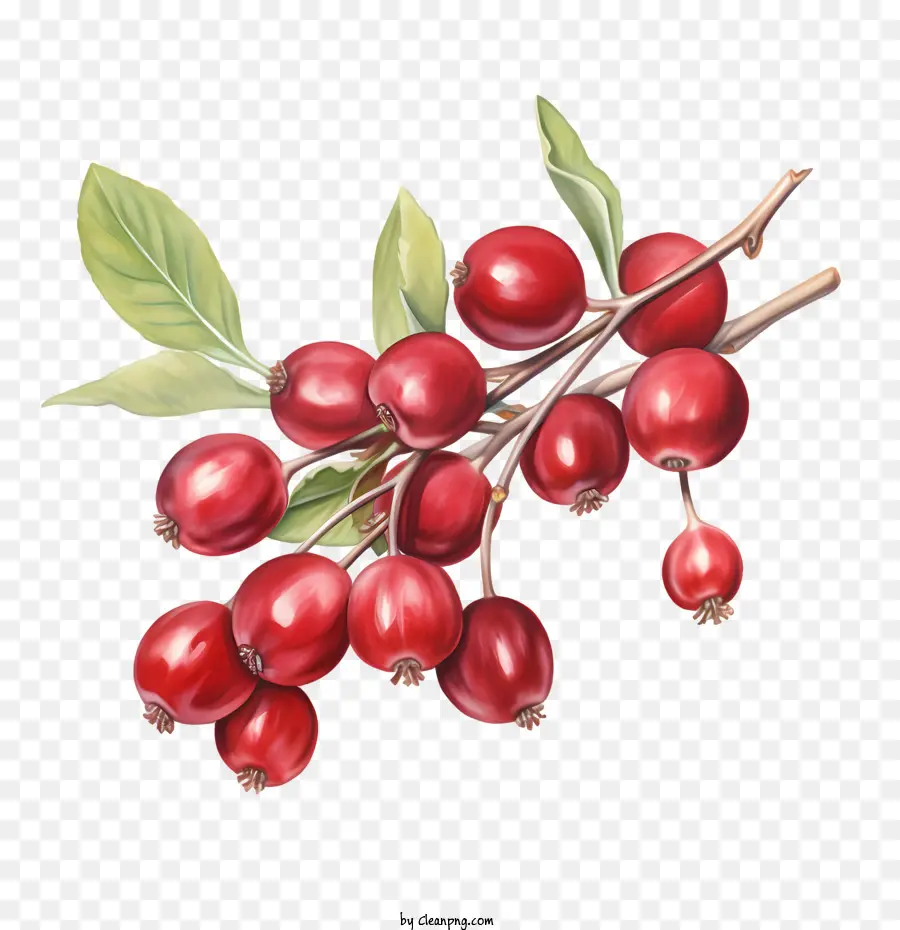 Cranberries Vermelhos，Bagas PNG