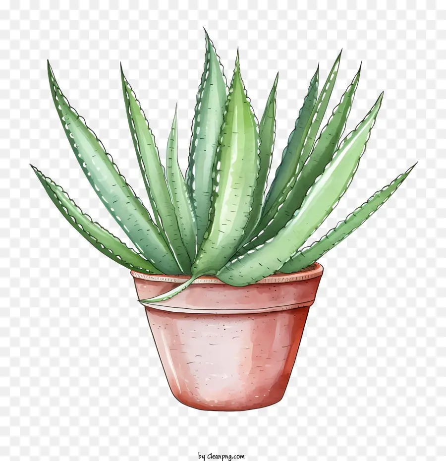 Aloe Vera，Planta Aloe Vera PNG