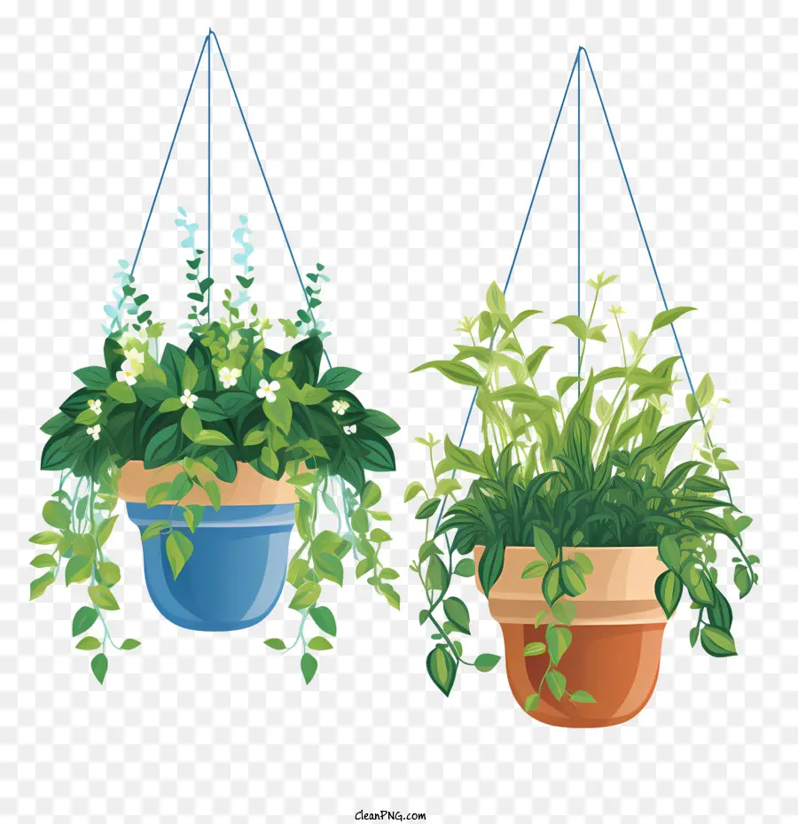 Planta Pendurada Com Maconha，Flor PNG