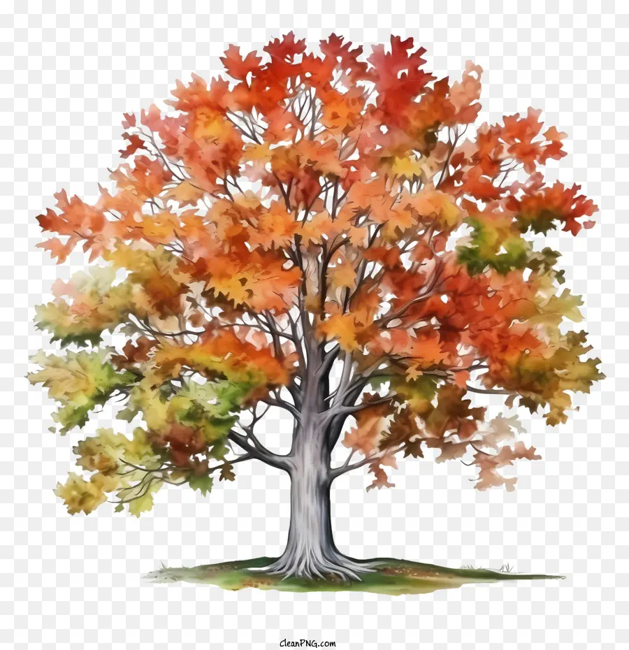 Autumn Tree，Com Vermelho PNG