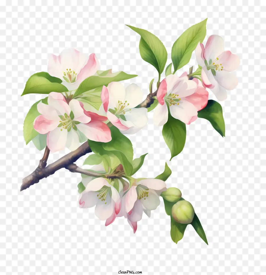 Apple Blossom，Ramo PNG