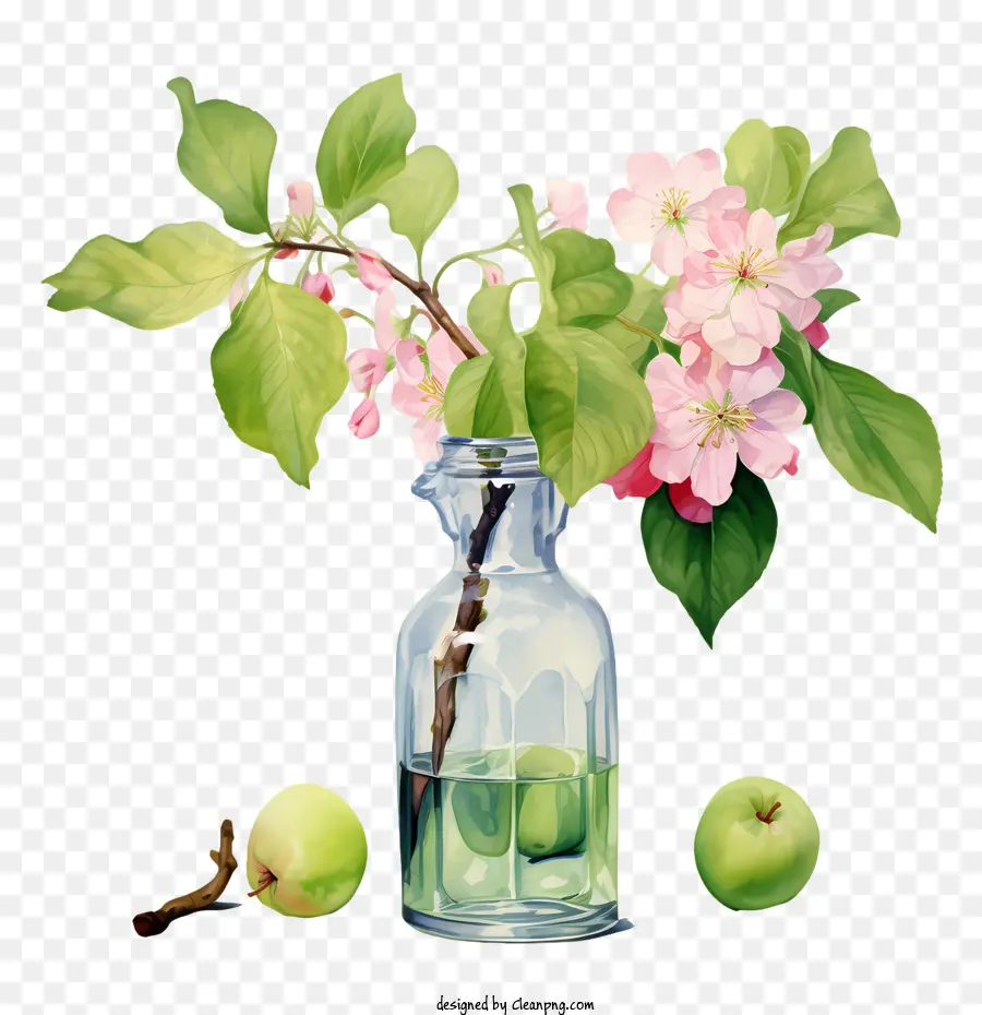 Apple Blossom，Apple Floresce PNG