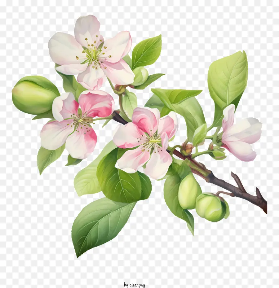Apple Blossom，Flor PNG