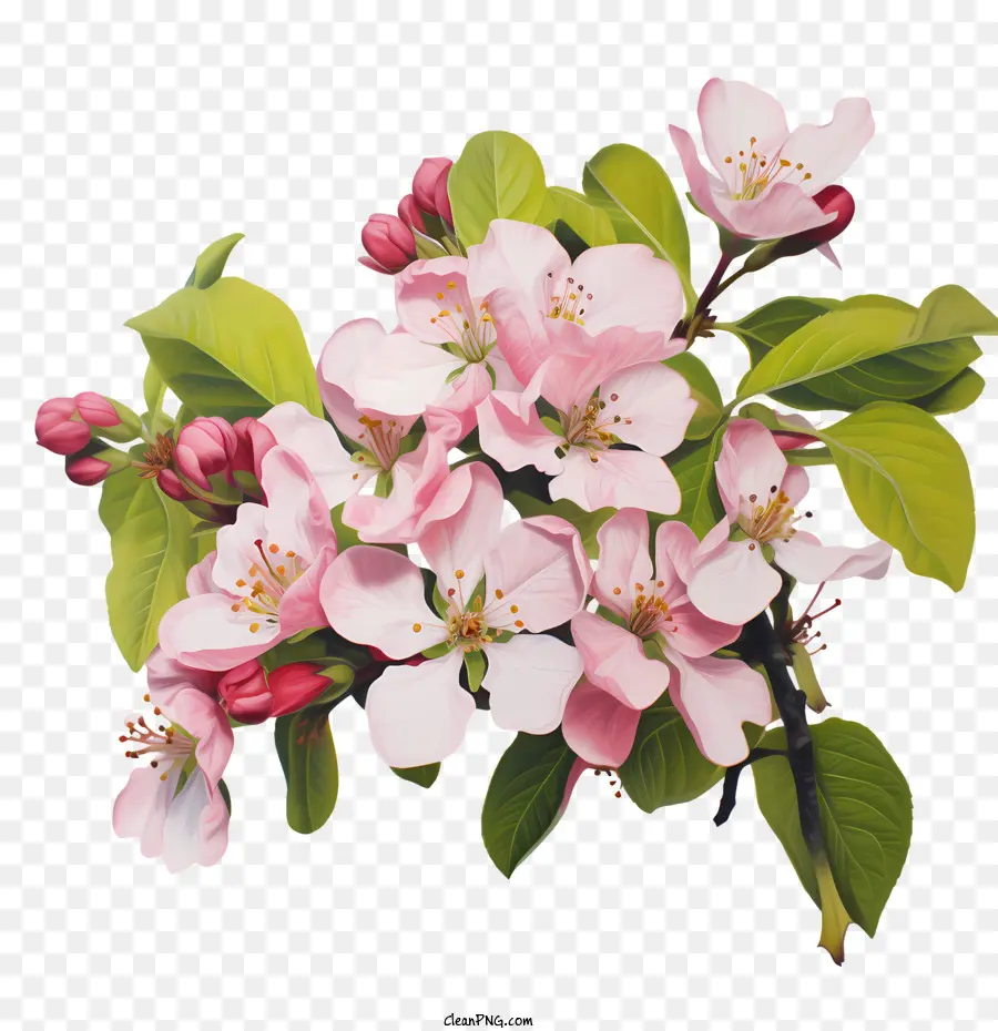 Apple Blossom，Flores PNG