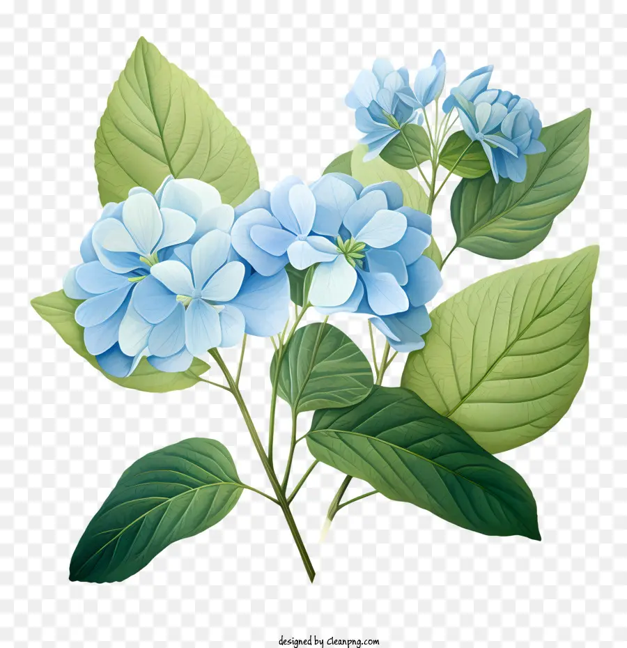Hortênsia Flor，Verde PNG