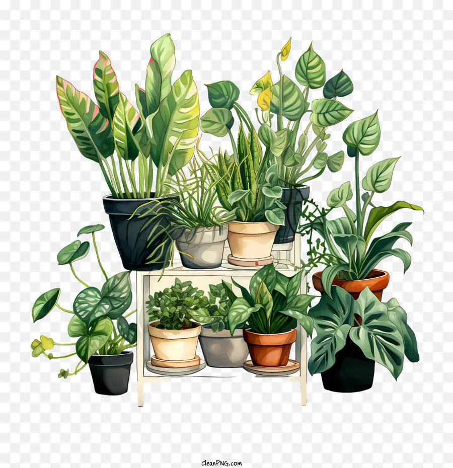 Dia Da Apreciação Da Planta Da Casa，Vasos De Plantas PNG