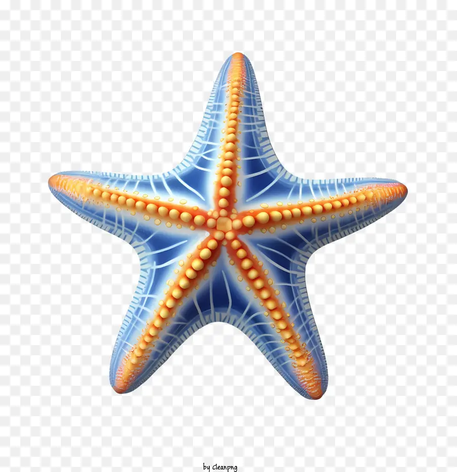 Estrela Do Mar，Azul PNG