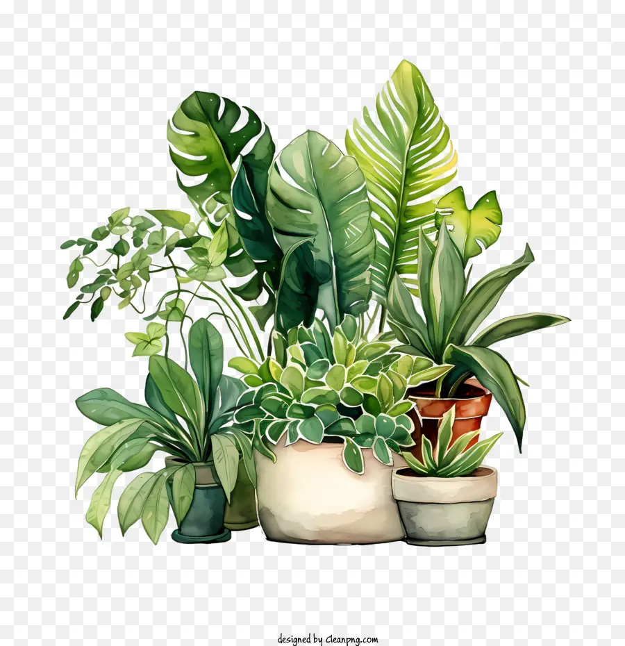 Dia Da Apreciação Da Planta Da Casa，Plantas De Casa PNG