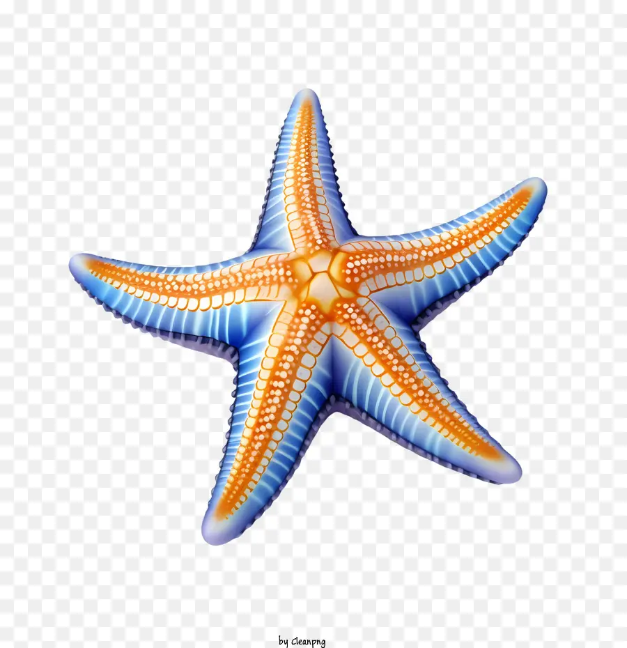 Estrela Do Mar，Estrelando PNG