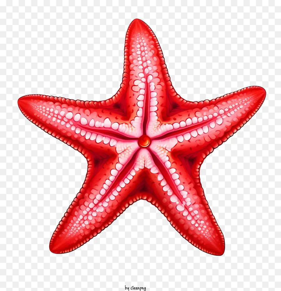 Estrela Do Mar，Vermelho PNG