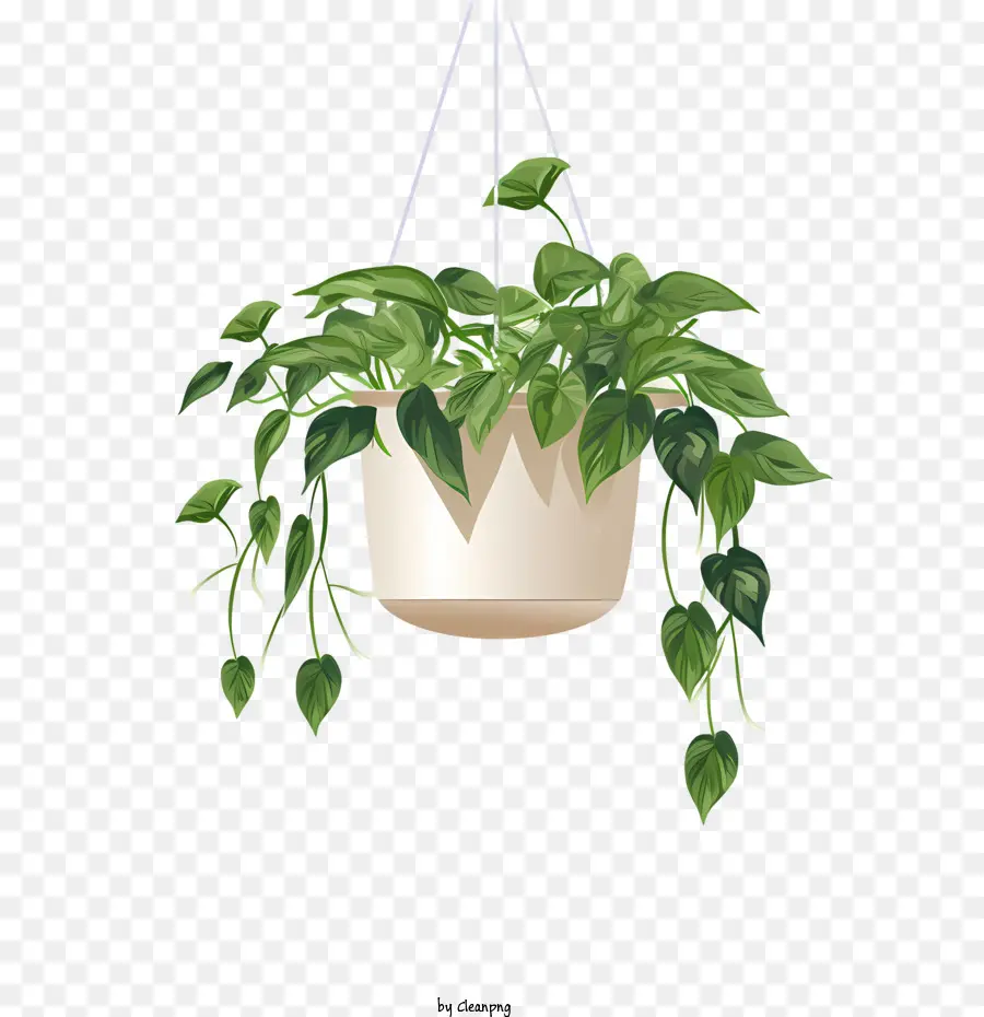 Planta Pendurada Com Maconha，Planta De Vaso PNG