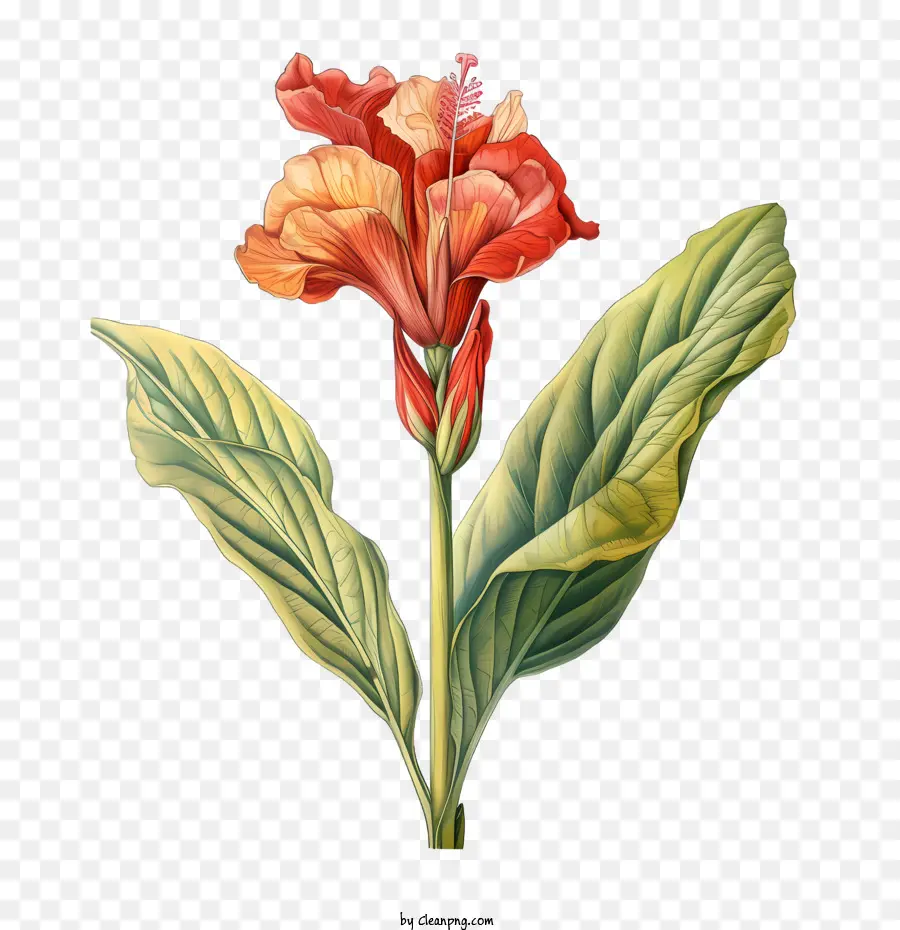 Canna Indica，Flor Vermelha PNG