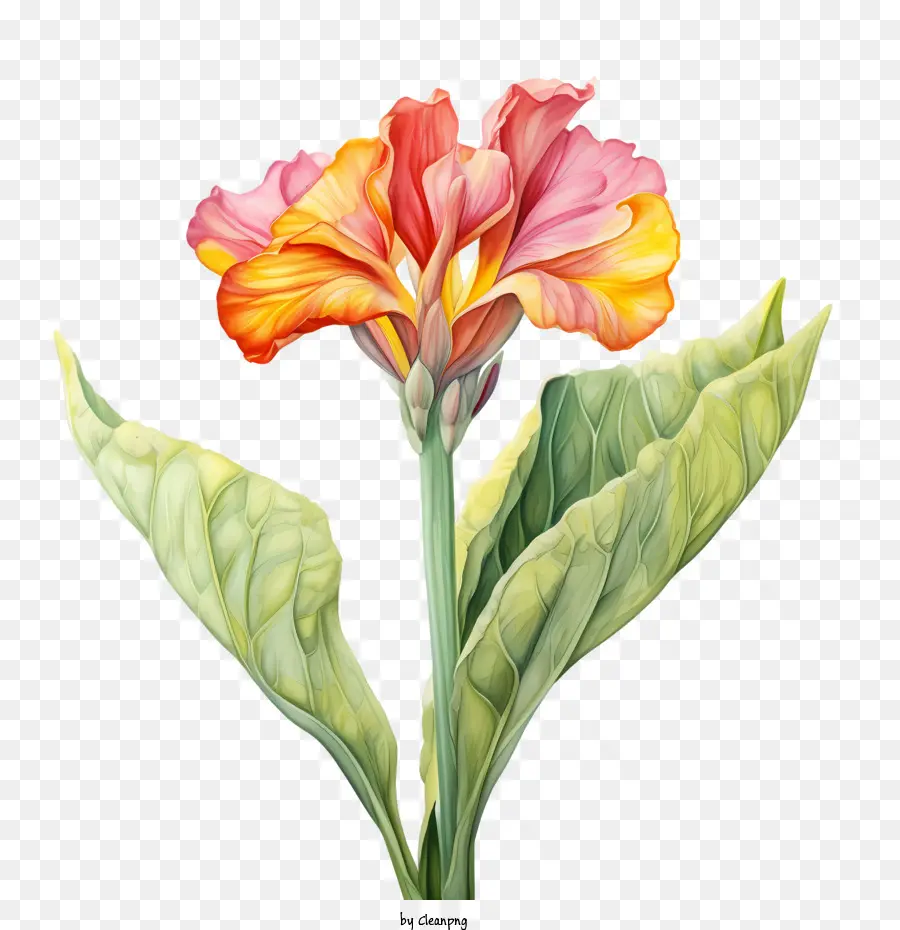 Canna Indica，Flor PNG
