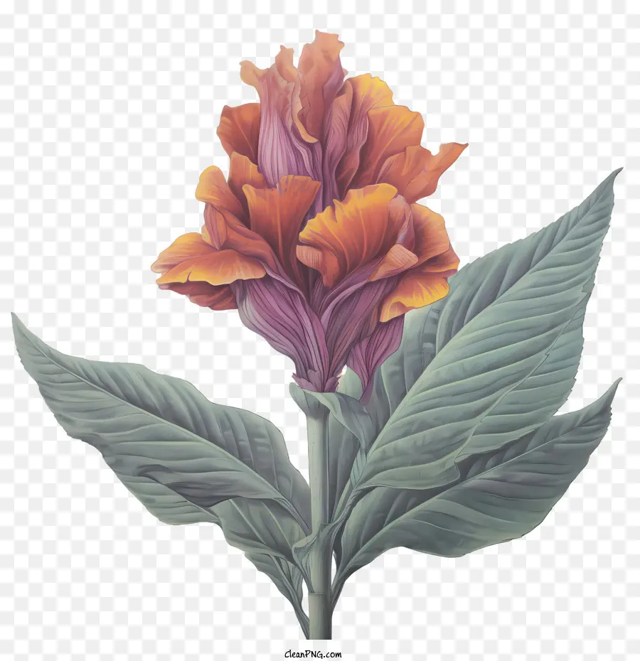 Canna Indica，Laranja PNG