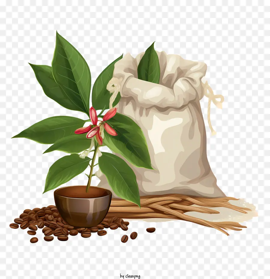 Grãos De Café，Planta Do Café PNG