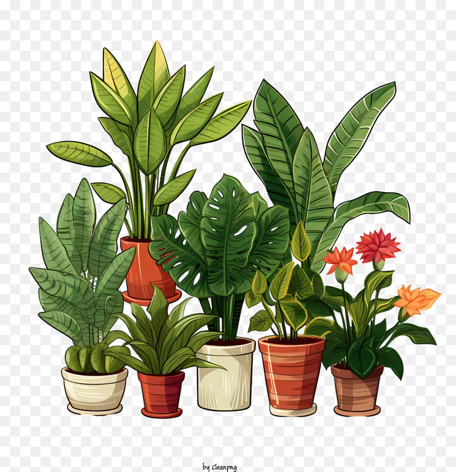 Dia Da Apreciação Da Planta Da Casa，Planta PNG