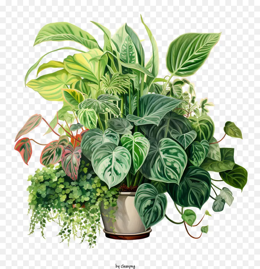 Dia De Valorização Das Plantas De Casa，Plantas PNG